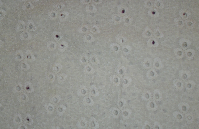 schiffli-guipure-lace-allover-embroidery-fabrics-manufacturers-and-suppliers-in-india